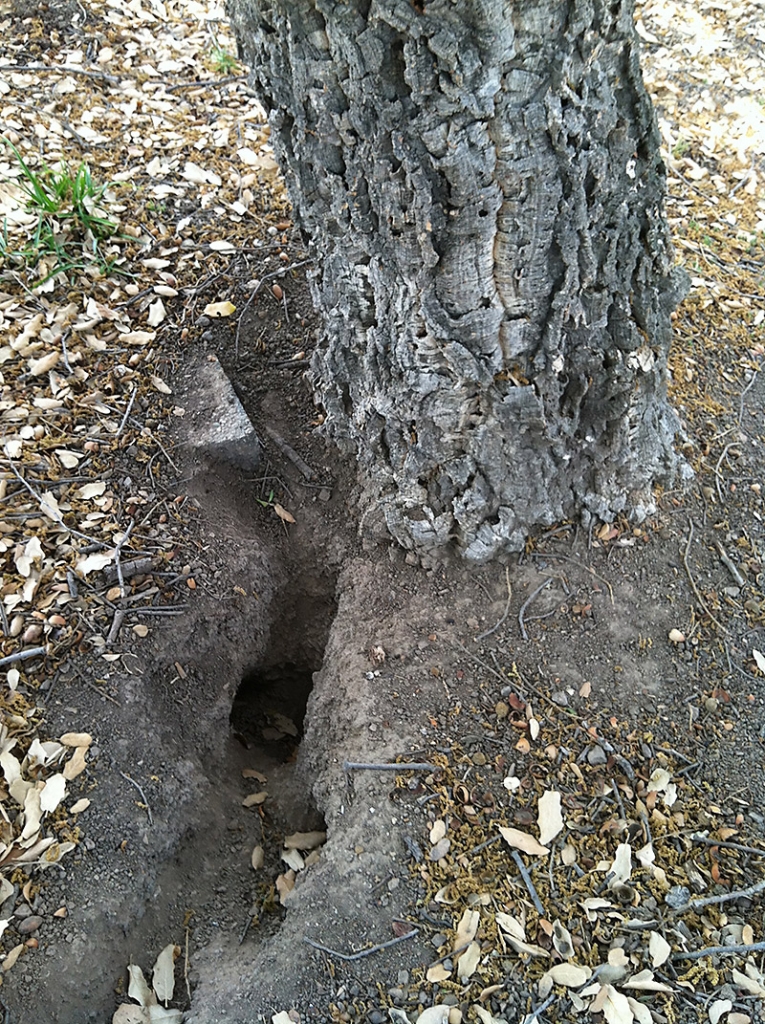 photo of ground squirrel burrow
