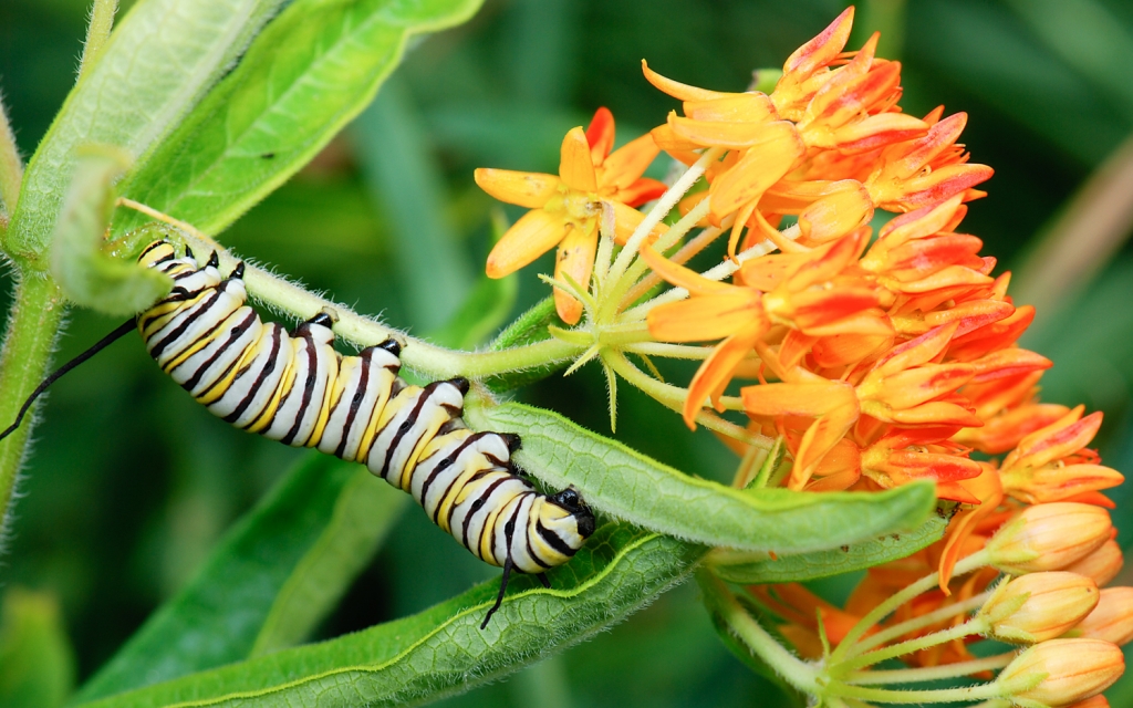 Monarch_caterpillar_(Danaus_plexippus)_on_Asclepias_tuberosa_(butterfly_milkweed)