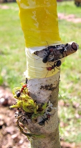 Photo illustrating the use of a sticky barrier to prevent ants