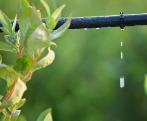 Photo of drip irrigation.